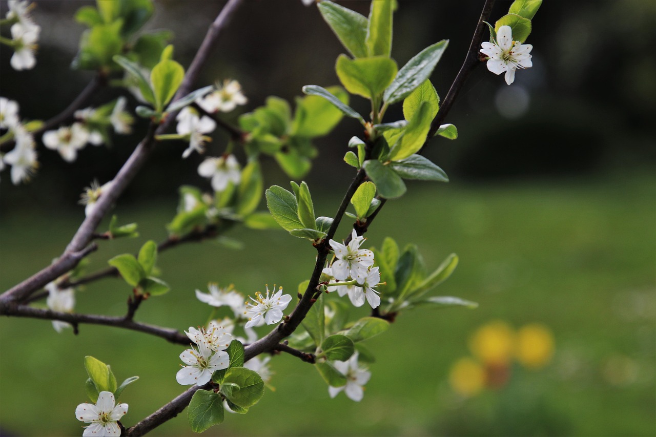 鹽田家政招聘信息概覽與行業發展動態探討